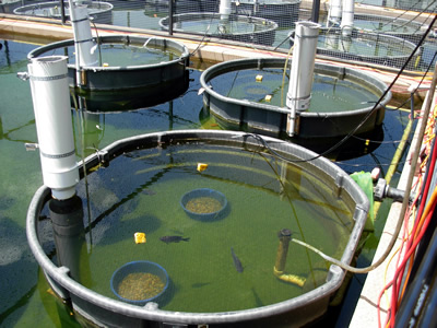 testing contaminants