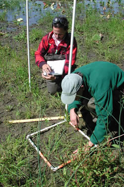 USGS staff Randy Hines and Jim Lyon measuring vegetation response. (photo)