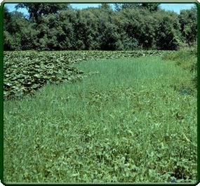 Small, temporary reductions in water levels on UMR pools may prove beneficial by promoting growth of aquatic plants.
