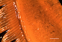 Asian carp gill filament (photo by UMESC)