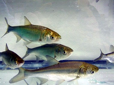 Juvenile silver carp (photo by UMESC)