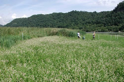 Vegetation growth 22 days later. August 27, 2001  (photo)