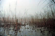 photo of wild rice