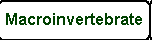 Macroinvertebrate