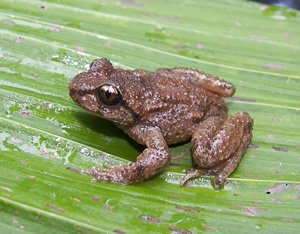 [http://www.umesc.usgs.gov/images/photos/amphibians/rocky_mountain_tailed_frog_300.jpg]