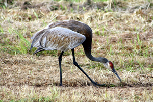Adult Sandhill Crane, Grus canadensis