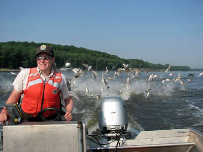 USFWS Heidi Keuler piloting boat with Asian carp in background  (photo by Chris Olds - USFWS)