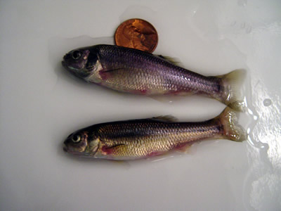 Adult fathead minnows