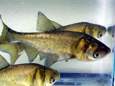 Juvenile bighead carp (photo by UMESC)