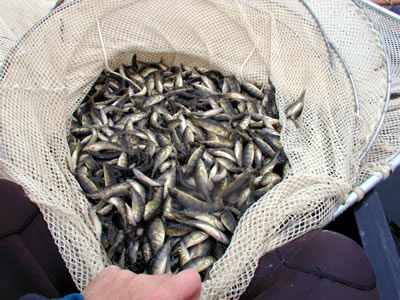 Perch, Perca flavescens, in Fyke Net