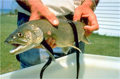 Lake Trout with attached sea lamprey