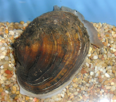 mussel