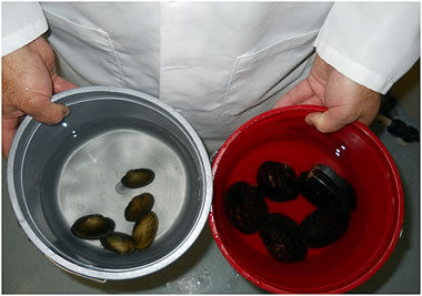 2 species of native mussels (photo by UMESC)