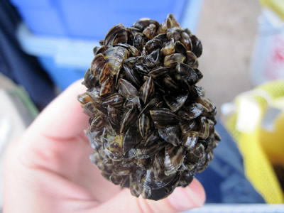 Zebra mussels on native mussel