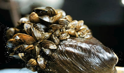 Zebra mussels on native mussels (photo by Randy Westbrooks, USGS)