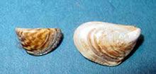 Zebra and quagga mussels