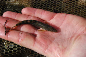 Chinese fish (photo USGS)