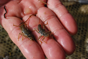 Chinese invertebrate (photo USGS)