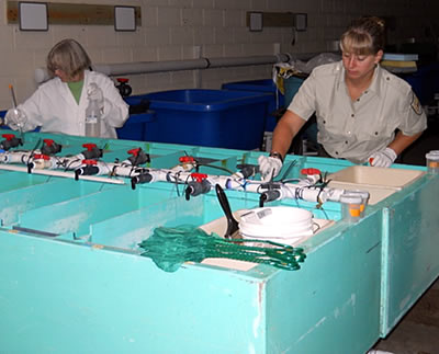 Federal fish hatchery treatment to reduce parasite infestation density on fish 