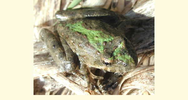 The Amphibian Research and Monitoring Initiative (ARMI) assesses the health, status, and trends of endangered, threatened and stable populations.