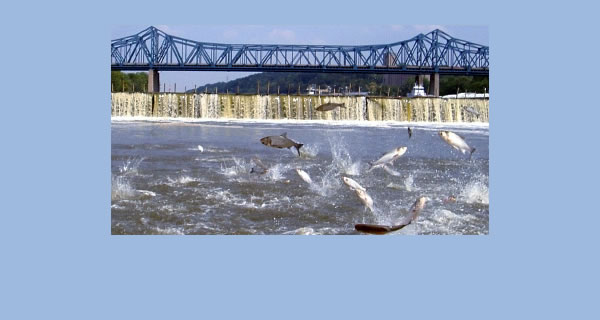 UMESC scientists are focusing on the development of ways to control the expanding populations of aquatic invasive species.