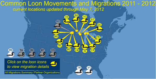 USGS scientists are continuing to follow common loons from Minnesota, Wisconsin, and Michigan to determine the effects of Great Lakes avian botulism, and wintering in the Gulf.