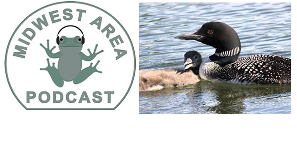 Podcast:Loon