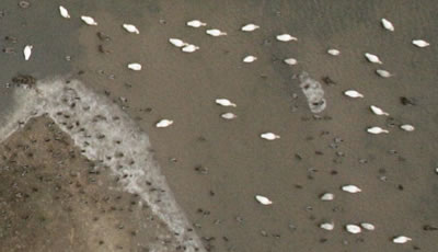 Aerial photo detail of waterfowl resting and feeding on Pool 8 of the Mississippi River.