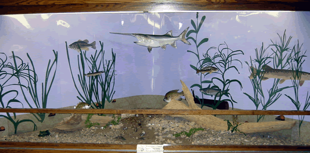 Fishes of the Upper Mississippi display
