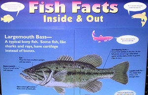 learning lab available at umesc fish facts 300x194