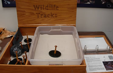 Wildlife tracks display