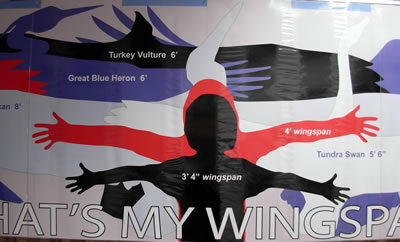 What's My Wingspan (poster)
