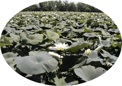 Nelumbo