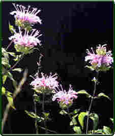 Bergamot