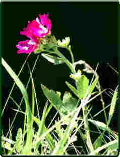 Poppy Mallow