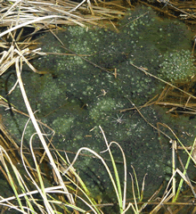 Egg masses of wood frogs with fungus