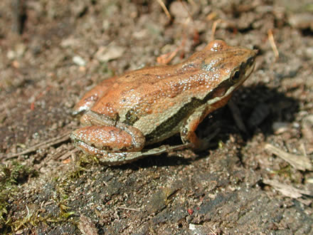 boreal chorus frog (Pseudacris maculata)