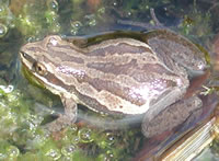 western chorus frog