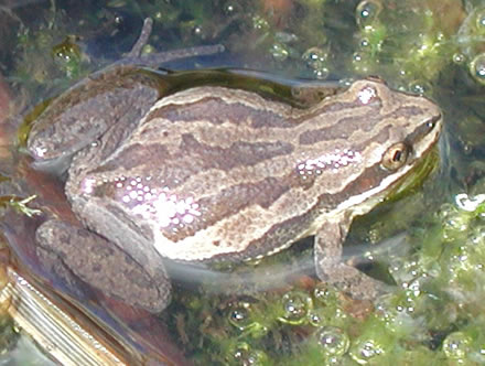 western chorus frog (Pseudacris triseriata)