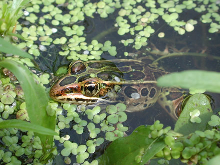 northern leopard frog (Rana pipiens)