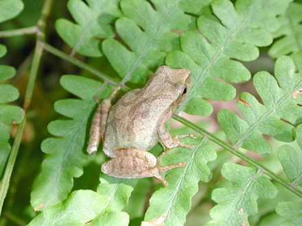 northern spring peeper (Pseudacris crucifer crucifer)