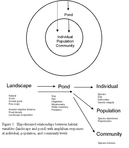 Figure 1-Hypothesized relationships between habitat variables (landscape and pond) with amphibian responses at individual population and community levels.