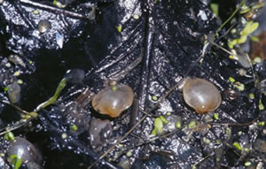 Fingernail Clams (Photo by Allen Sheldon)