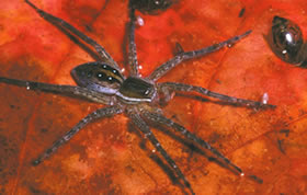 Fishing Spider (Photo by Allen Sheldon)