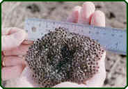 Leopard Frog Eggs  (Photo by Joel Jahimiak)
