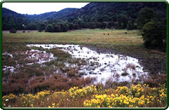 Natural wetland (Photo by Melinda Knutson)