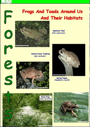 Frogs And Toads Around Us 