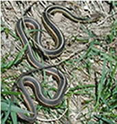 Common Garter Snake (Photo by Shane Jones)