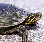 Painted Turtle (Photo by Josh Kapfer)