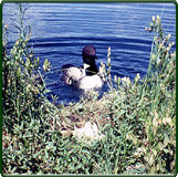 Adult common loon returns to nest containing recently added radiomarked chick